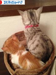 にほんブログ村 猫ブログ エキゾチックショートヘアへ