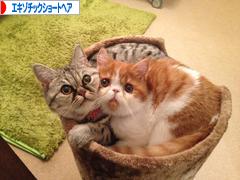 にほんブログ村 猫ブログ エキゾチックショートヘアへ