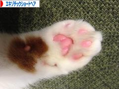 にほんブログ村 猫ブログ エキゾチックショートヘアへ