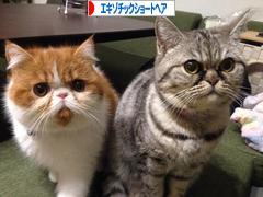 にほんブログ村 猫ブログ エキゾチックショートヘアへ