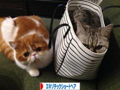 にほんブログ村 猫ブログ エキゾチックショートヘアへ