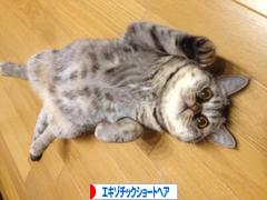 にほんブログ村 猫ブログ エキゾチックショートヘアへ