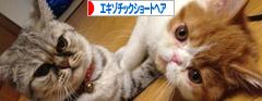 にほんブログ村 猫ブログ エキゾチックショートヘアへ