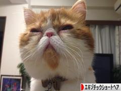 にほんブログ村 猫ブログ エキゾチックショートヘアへ