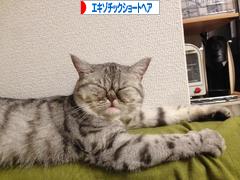 にほんブログ村 猫ブログ エキゾチックショートヘアへ
