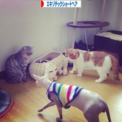 にほんブログ村 猫ブログ エキゾチックショートヘアへ