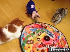 にほんブログ村 猫ブログ エキゾチックショートヘアへ