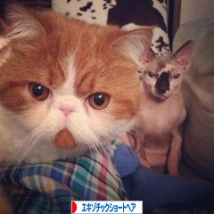 にほんブログ村 猫ブログ エキゾチックショートヘアへ