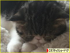 にほんブログ村 猫ブログ エキゾチックショートヘアへ
