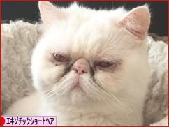 にほんブログ村 猫ブログ エキゾチックショートヘアへ
