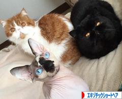 にほんブログ村 猫ブログ エキゾチックショートヘアへ