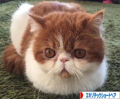にほんブログ村 猫ブログ エキゾチックショートヘアへ