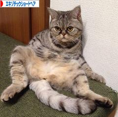 にほんブログ村 猫ブログ エキゾチックショートヘアへ
