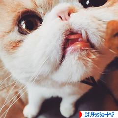 にほんブログ村 猫ブログ エキゾチックショートヘアへ