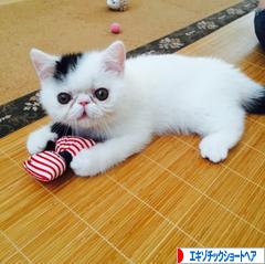 にほんブログ村 猫ブログ エキゾチックショートヘアへ