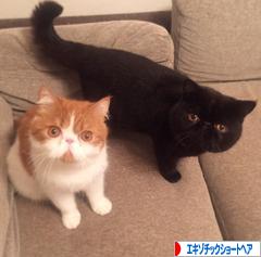 にほんブログ村 猫ブログ エキゾチックショートヘアへ