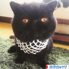 にほんブログ村 猫ブログ エキゾチックショートヘアへ