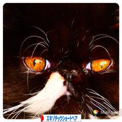 にほんブログ村 猫ブログ エキゾチックショートヘアへ
