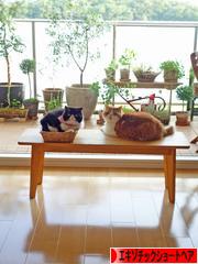 にほんブログ村 猫ブログ エキゾチックショートヘアへ