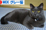 にほんブログ村 猫ブログ MIXグレー猫へ