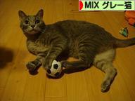 にほんブログ村 猫ブログ MIXグレー猫へ