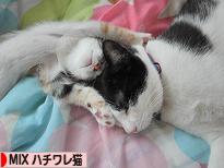 にほんブログ村 猫ブログ MIXハチワレ猫へ