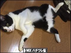 にほんブログ村 猫ブログ MIXハチワレ猫へ