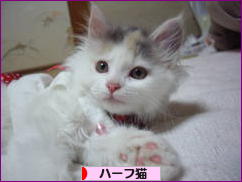 にほんブログ村 猫ブログ ハーフ猫へ