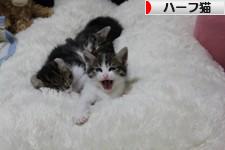 にほんブログ村 猫ブログ ハーフ猫へ