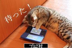 にほんブログ村 猫ブログ ハーフ猫へ