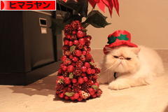 にほんブログ村 猫ブログ ヒマラヤンへ