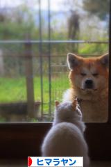 にほんブログ村 猫ブログ ヒマラヤンへ