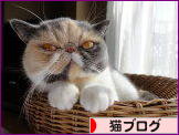 にほんブログ村 猫ブログへ