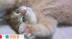 にほんブログ村 猫ブログへ