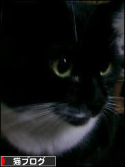 にほんブログ村 猫ブログへ
