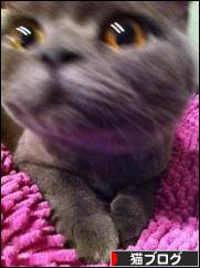 にほんブログ村 猫ブログへ