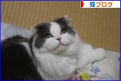 にほんブログ村 猫ブログへ