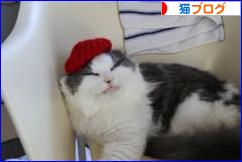 にほんブログ村 猫ブログへ