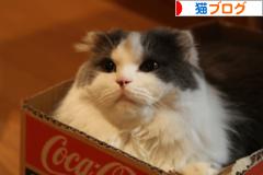 にほんブログ村 猫ブログへ