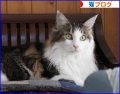 にほんブログ村 猫ブログへ