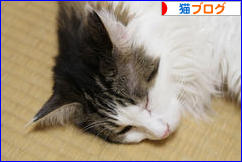にほんブログ村 猫ブログへ