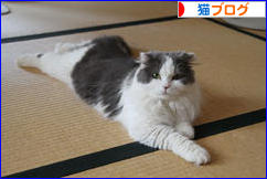 にほんブログ村 猫ブログへ