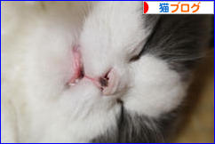 にほんブログ村 猫ブログへ