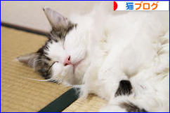 にほんブログ村 猫ブログへ