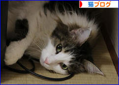 にほんブログ村 猫ブログへ