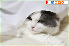 にほんブログ村 猫ブログへ