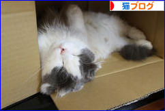 にほんブログ村 猫ブログへ