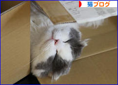 にほんブログ村 猫ブログへ