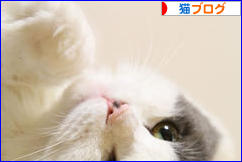 にほんブログ村 猫ブログへ