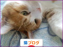 にほんブログ村 猫ブログへ